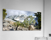 Wild Bonsai  Acrylic Print