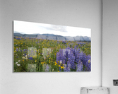 Mountain lupine  Acrylic Print