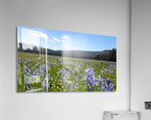 Mountain Iris  Acrylic Print