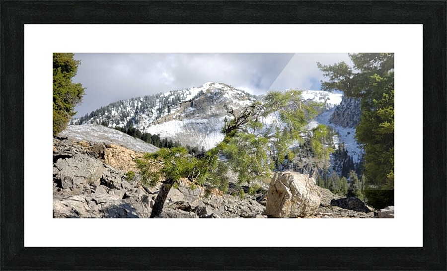 Wild Bonsai  Picture Frame print