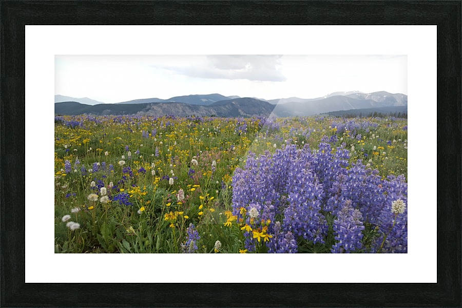 Mountain lupine  Picture Frame print