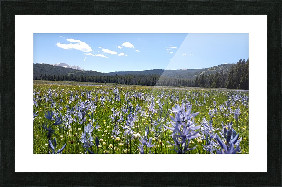 Mountain Iris  Picture Frame print