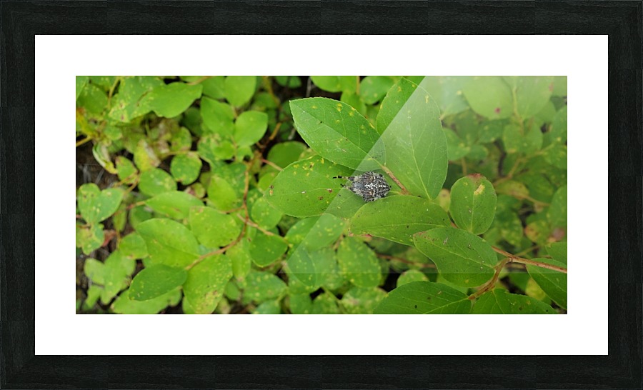20180812_141405 Picture Frame print