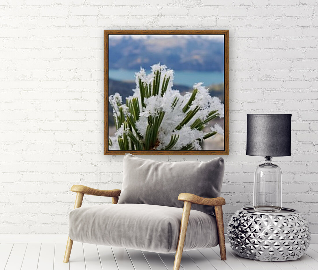 Winters Touch  Reproduction
