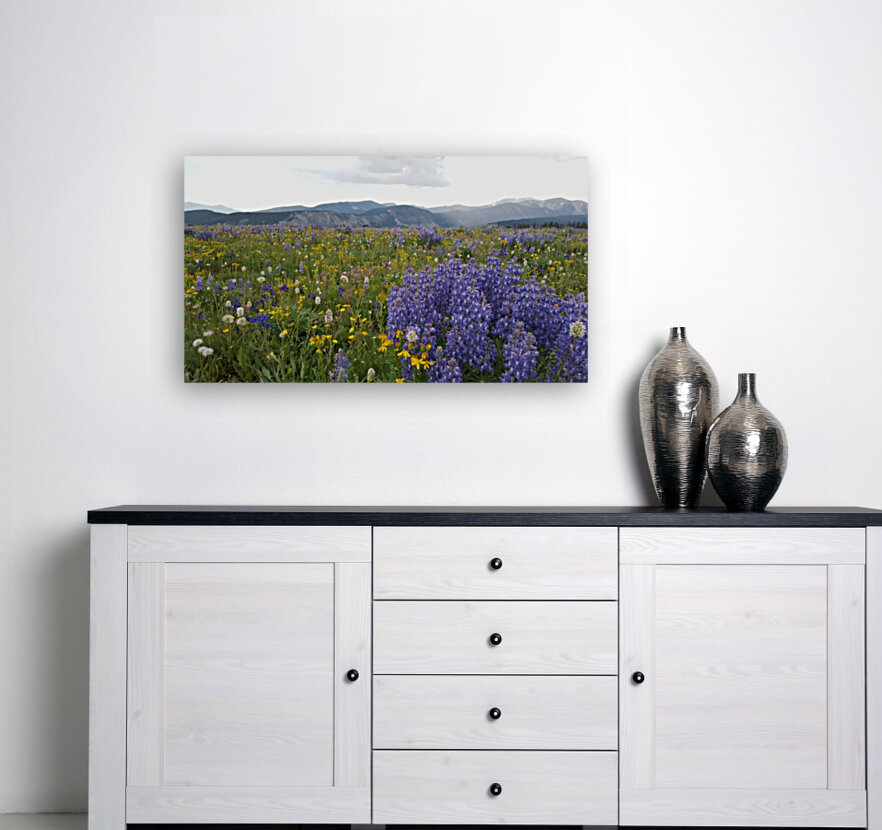 Mountain lupine  Reproduction