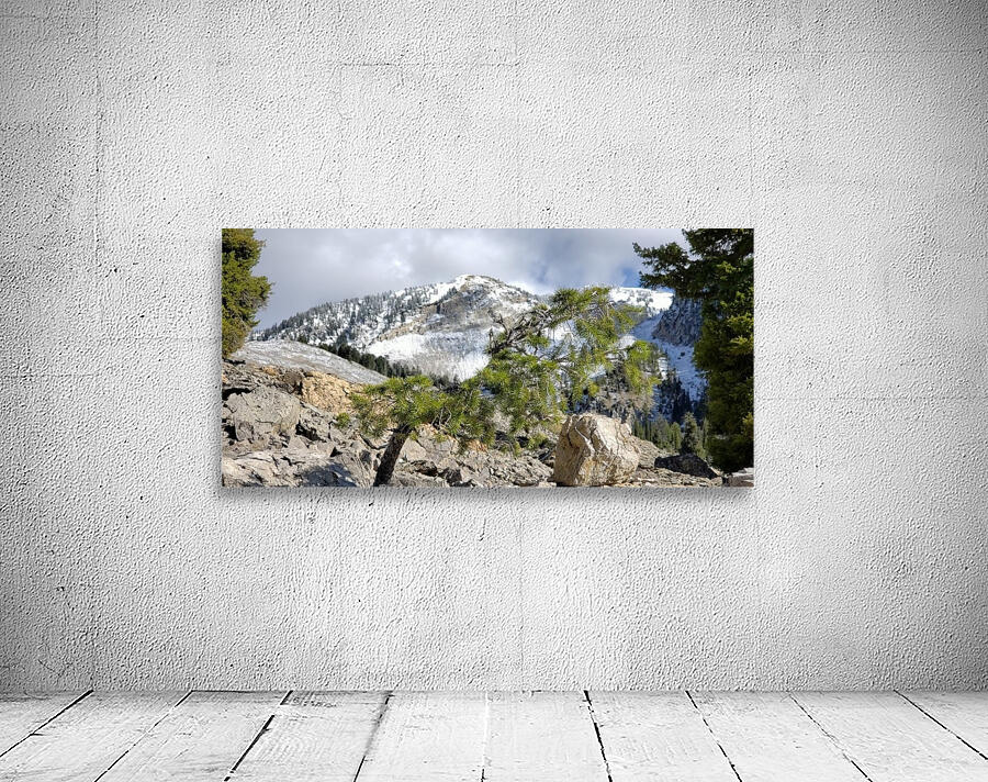 Wild Bonsai  Wall Preview