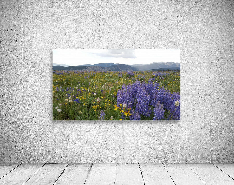 Mountain lupine  Wall Preview