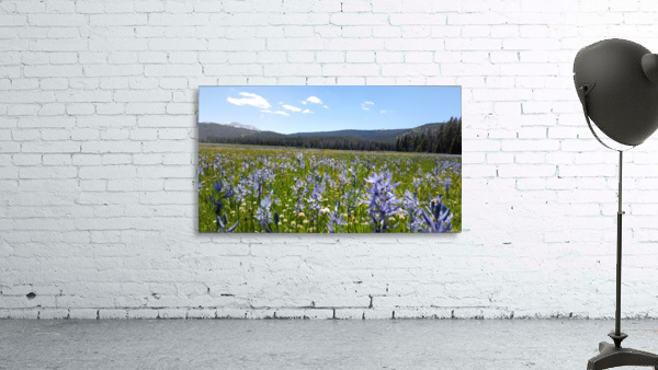 Mountain Iris  Wall Preview