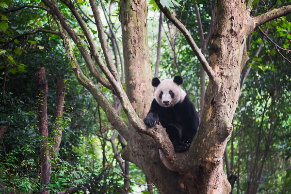 Giant panda in a tree  in Chengdu Digital Download