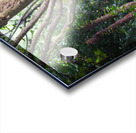 Giant panda in a tree  in Chengdu Acrylic print