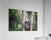 Giant panda in a tree  in Chengdu Acrylic Print