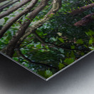 Giant panda in a tree  in Chengdu Metal print