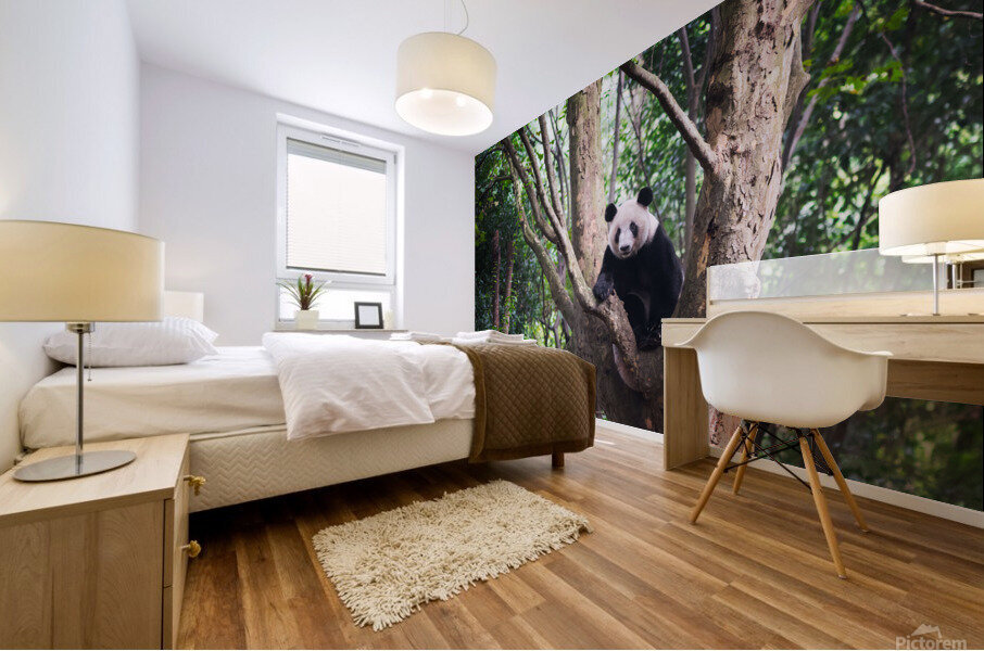 Giant panda in a tree  in Chengdu Mural print