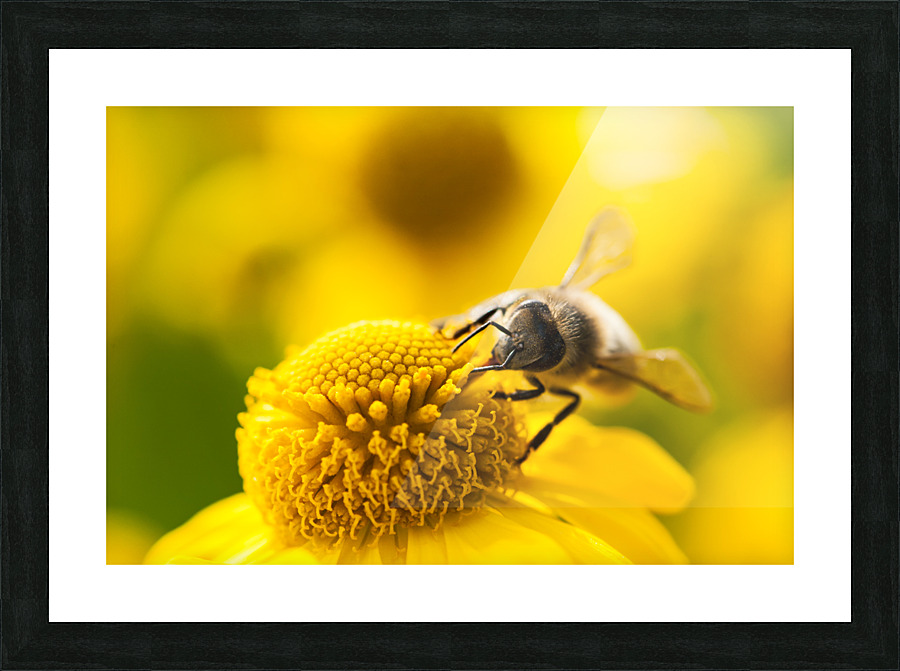 Mining bee on a yellow flower Picture Frame print