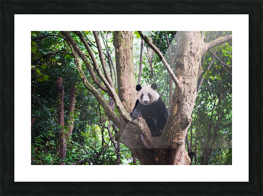 Giant panda in a tree  in Chengdu Picture Frame print