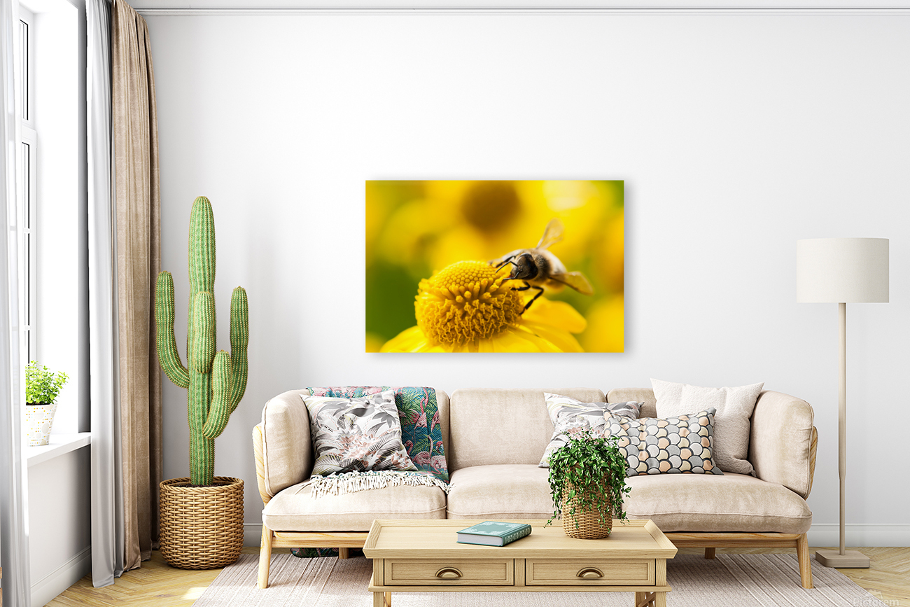 Mining bee on a yellow flower Reproduction