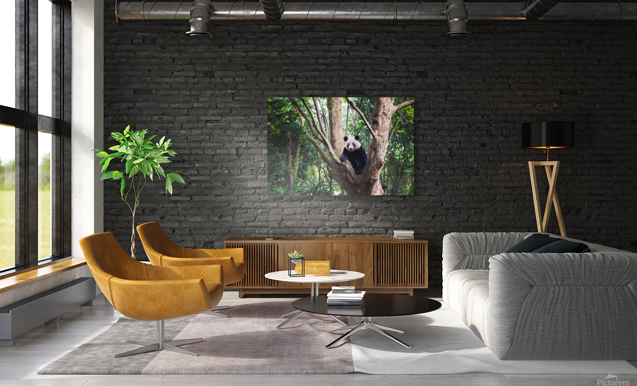 Giant panda in a tree  in Chengdu Reproduction