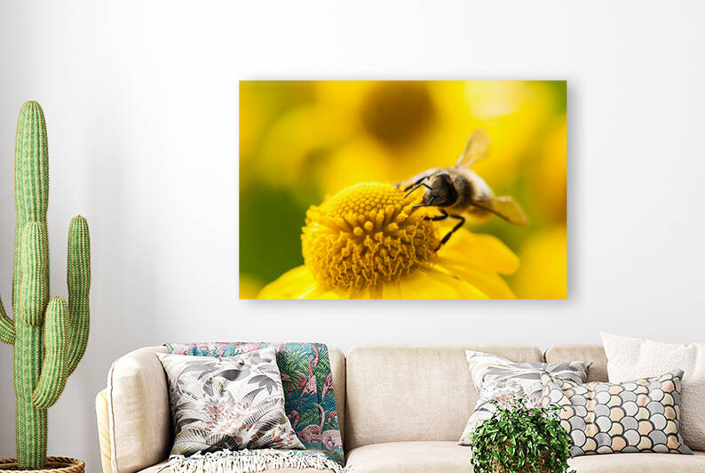 Mining bee on a yellow flower by Philippe Lejeanvre