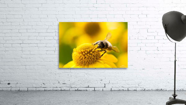 Mining bee on a yellow flower Wall Preview