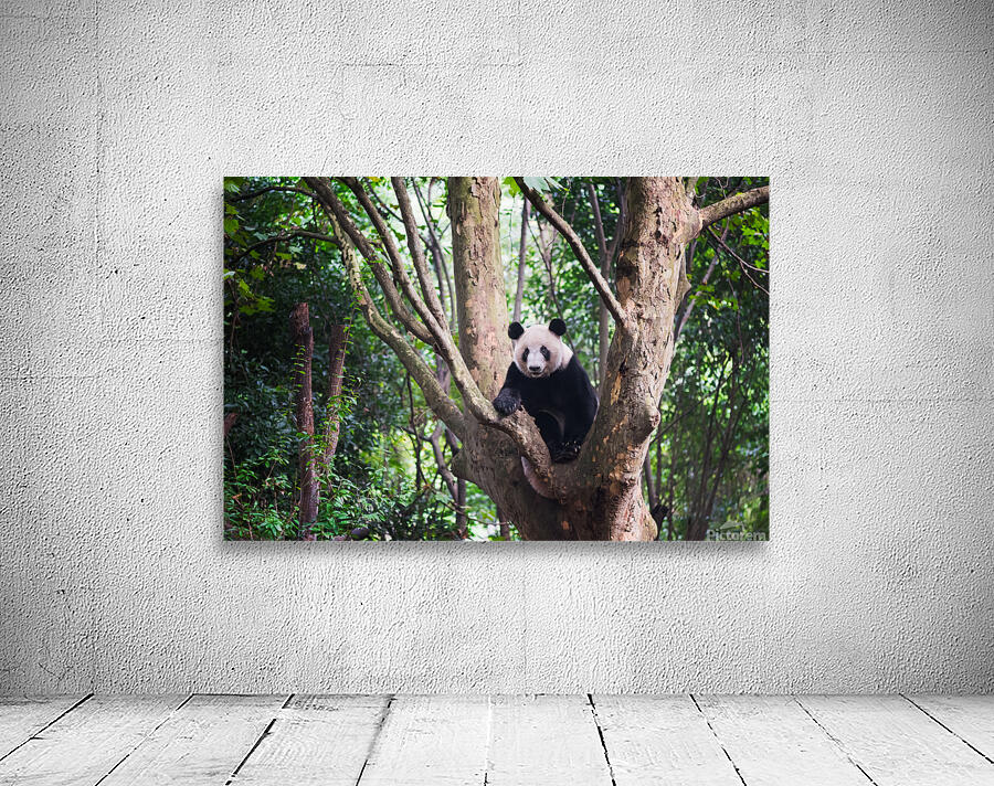 Giant panda in a tree  in Chengdu Wall Preview