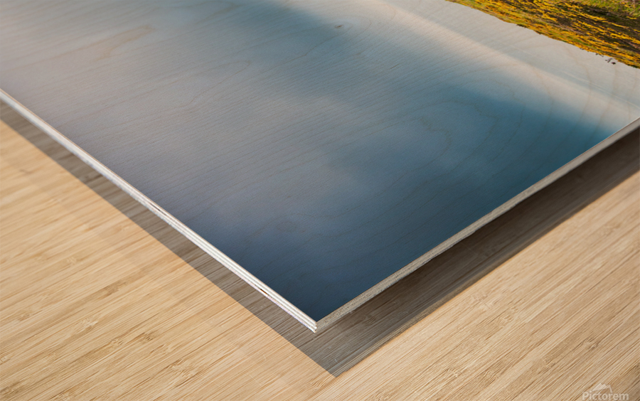 Empty path with yellow flowers Wood print