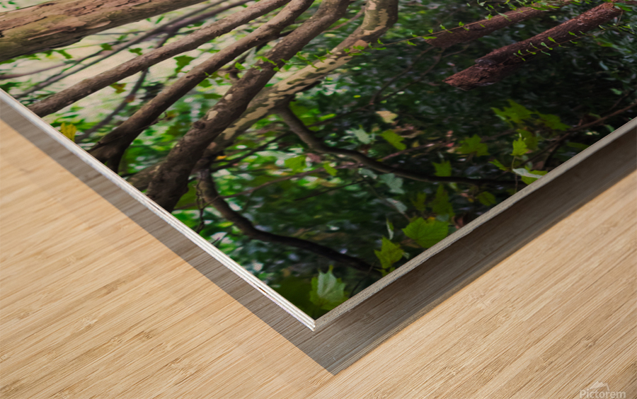 Giant panda in a tree  in Chengdu Wood print