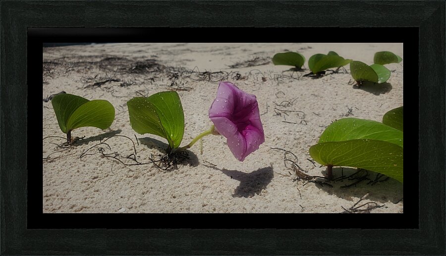 A little colour Picture Frame print
