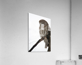 Trop chouette   Acrylic Print