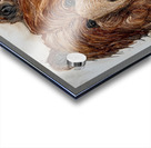 IMG 4321 happy waving bear Acrylic print