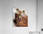 IMG 4321 happy waving bear Acrylic Print