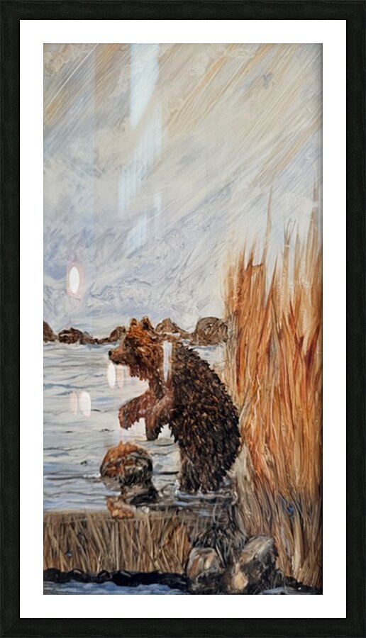 IMG 4310. Bear in a lake Picture Frame print