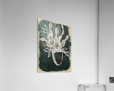 Plant Life Acrylic Print