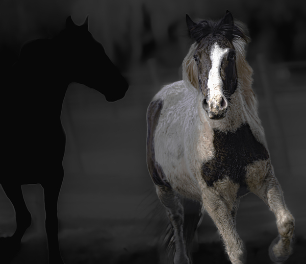 02012023 mustangs 5479 Enhanced NR Digital Download