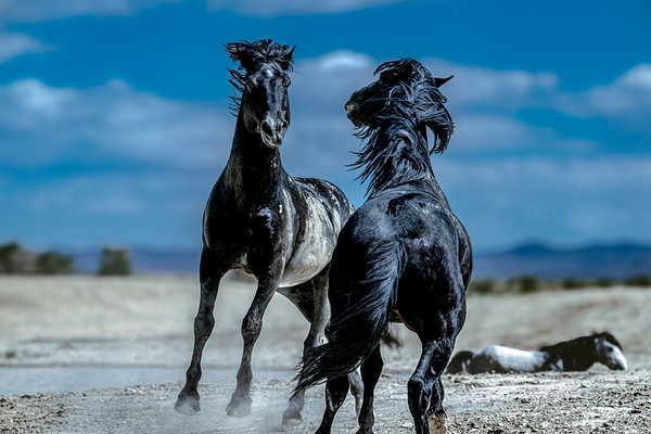 BZ9 4565 Enhanced NR Digital Download