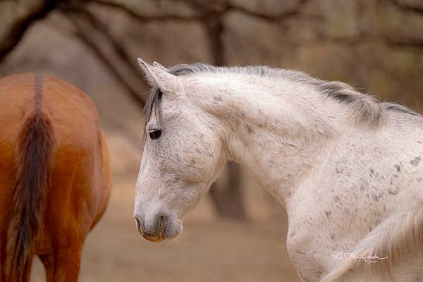 BZ9 4811 Enhanced NR Digital Download