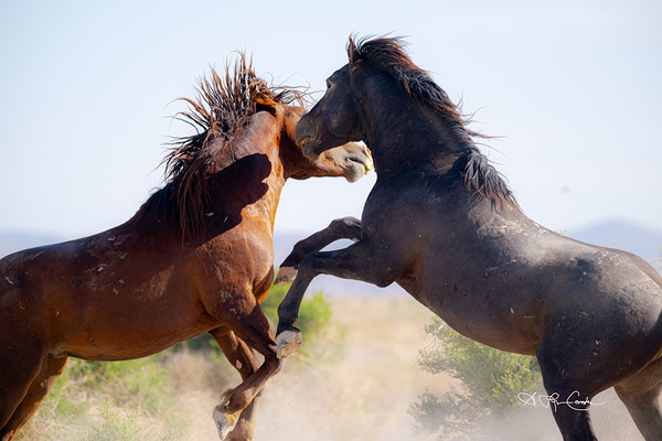 BZ9 0026 Enhanced NR 2 Digital Download