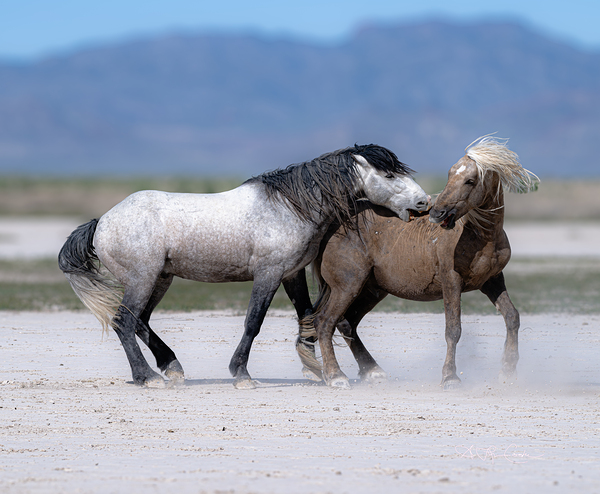 BZ9 3426 Enhanced NR Digital Download