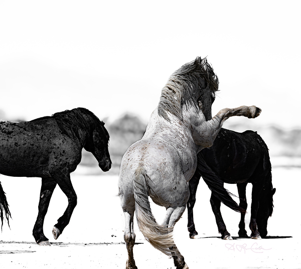 BZ9 4246 Enhanced NR Digital Download