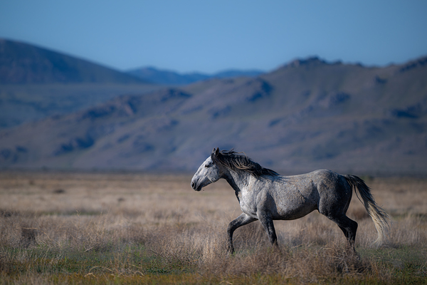 BZ9 4323 Enhanced NR Digital Download