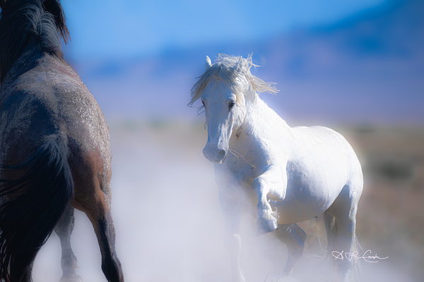 BZ9 9220 Enhanced NR Digital Download