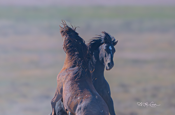 BZ9 9623 Enhanced NR 2 Digital Download