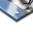 BZ9 3426 Enhanced NR Acrylic print