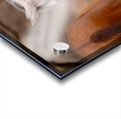 BZ9 4811 Enhanced NR Acrylic print