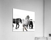 BZ9 4246 Enhanced NR Acrylic Print