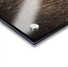 Renard dEeyou Istchee Acrylic print