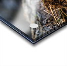 Day older Acrylic print