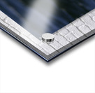 Somateria Acrylic print