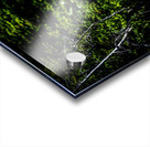 Bullwinkle I Acrylic print