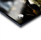 Curious Dude II Acrylic print