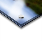 Creeping Dogwood Floor Acrylic print